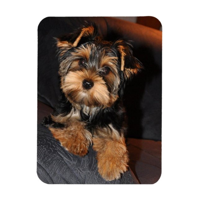 Yorkshire Terrier Hund Magnet (Vertikal)