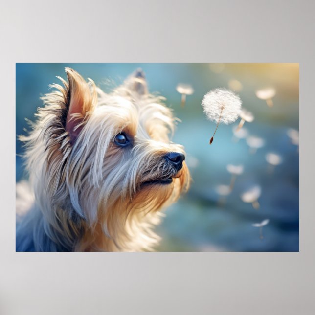 Yorkshire Terrier Hund Pet Animal Poster (Framsidan)
