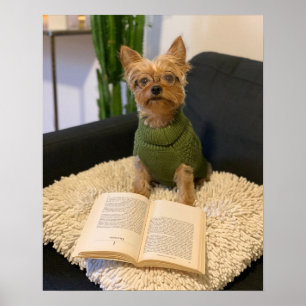 Yorkshire Terrier Hund Poster