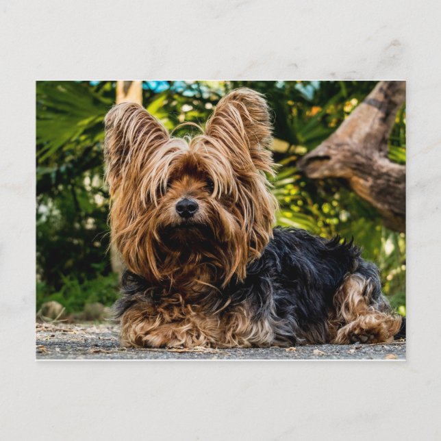 Yorkshire Terrier hund Vykort (Framsida)