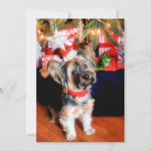 Yorkshire Terrier i klockkrage med jul Julkort