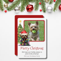 Yorkshire Terrier jul Pet Hund One Photo