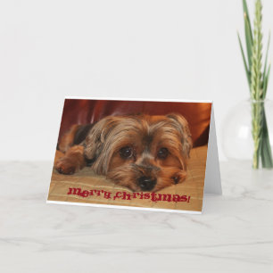 Yorkshire Terrier-julkort Helgkort