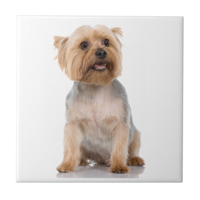 Yorkshire Terrier Kakelplatta (Framsidan)
