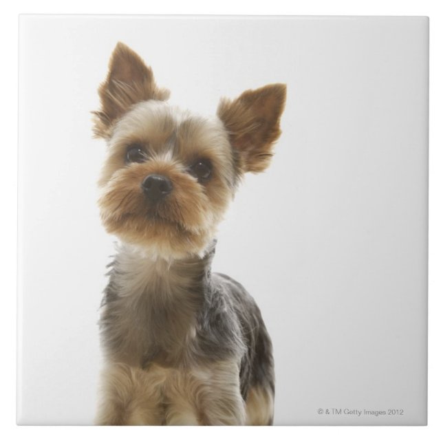 Yorkshire Terrier Kakelplatta (Framsidan)