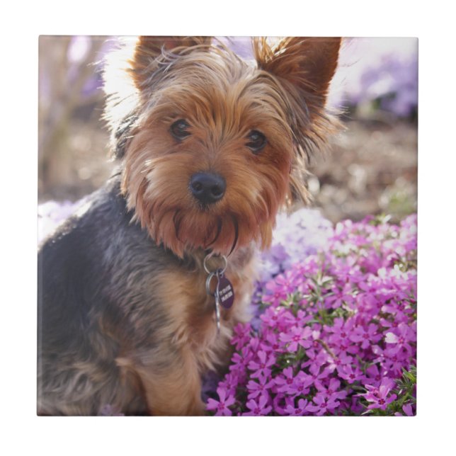 Yorkshire Terrier Kakelplatta (Framsidan)