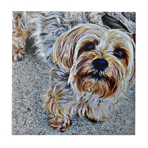 Yorkshire Terrier Kakelplatta