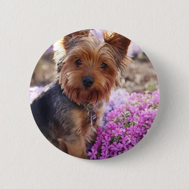 Yorkshire Terrier Knapp (Framsida)