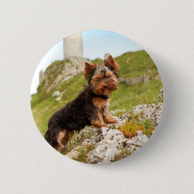 Yorkshire Terrier Knapp (Framsida)
