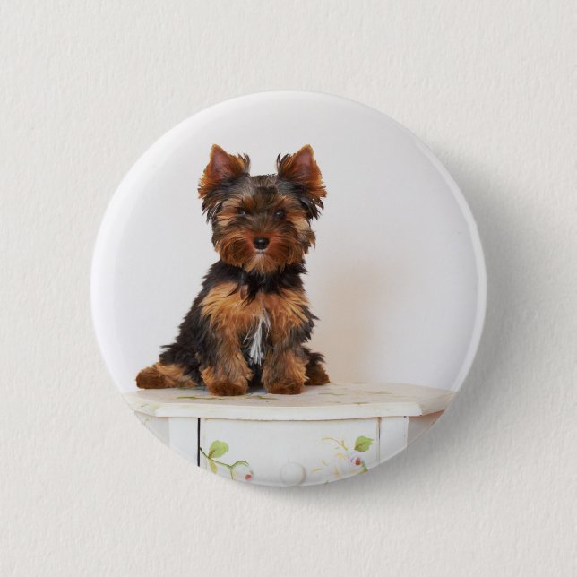 Yorkshire Terrier Knapp (Framsida)
