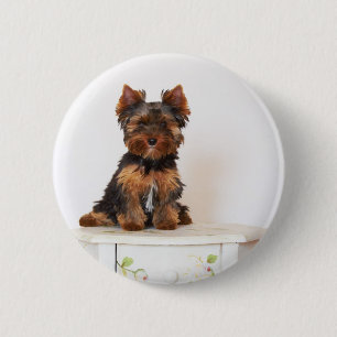 Yorkshire Terrier Knapp