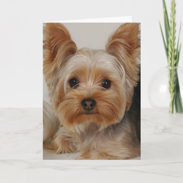 Yorkshire Terrier Kort (Framsida)