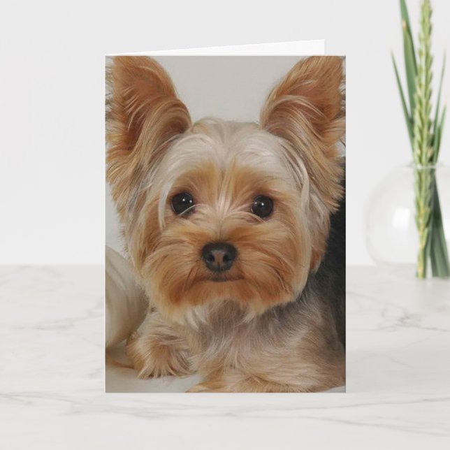 Yorkshire Terrier Kort (Framsida)