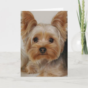 Yorkshire Terrier Kort
