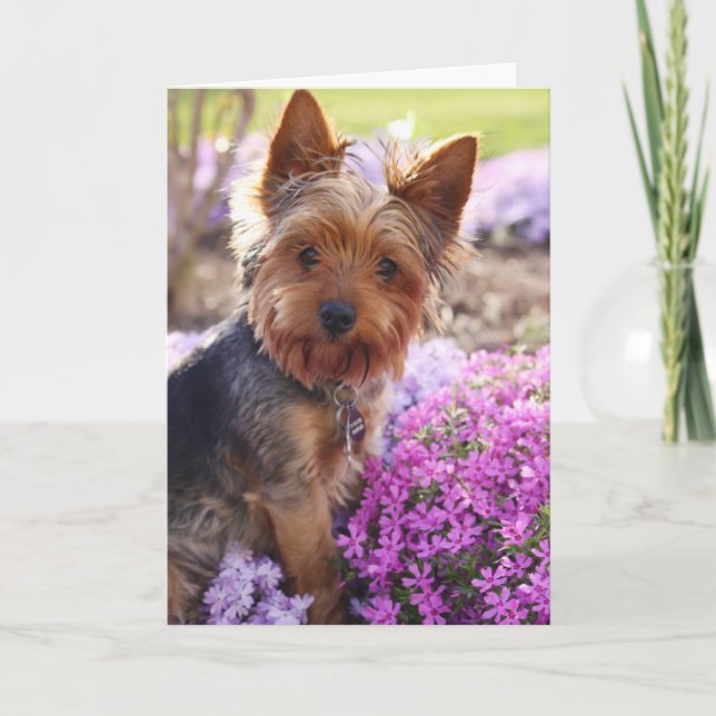 Yorkshire Terrier Kort (Framsida)