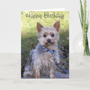 Yorkshire Terrier Kort