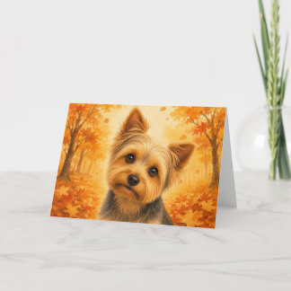 Yorkshire Terrier-kort Kort