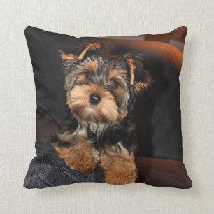 Yorkshire Terrier-kuddar Kudde