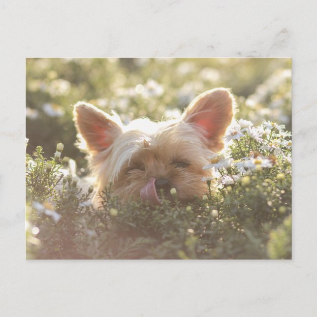Yorkshire Terrier Luti i Sol som slickar läppar Vykort (Framsida)