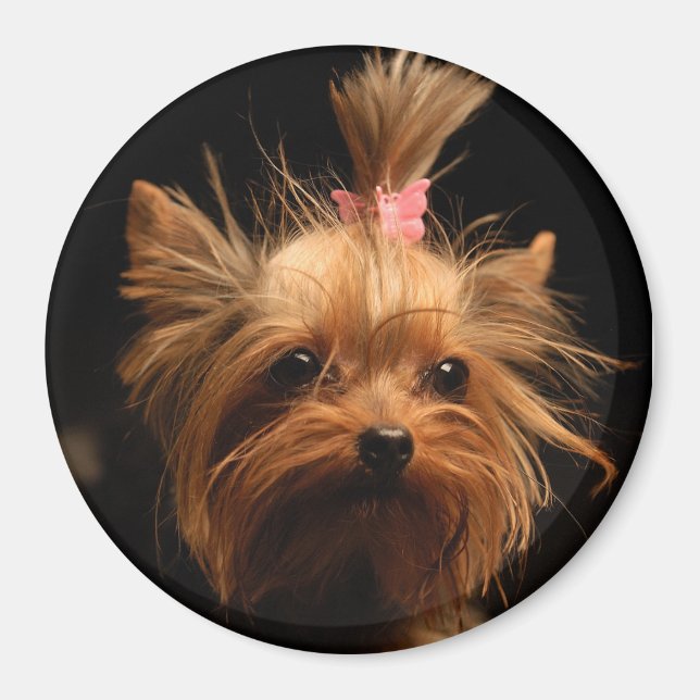 Yorkshire Terrier Magnet (Framsidan)