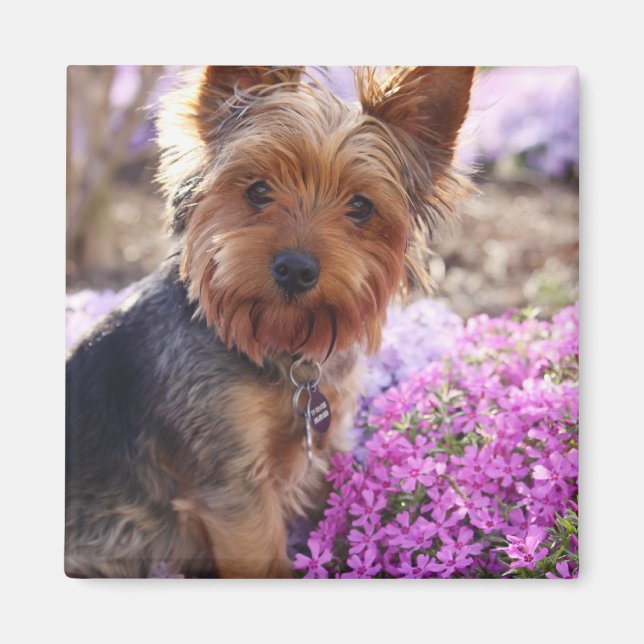 Yorkshire Terrier Magnet (Framsidan)