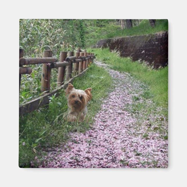 Yorkshire Terrier Magnet (Framsidan)