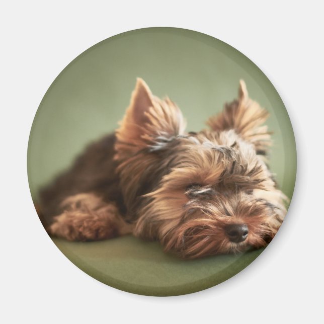 Yorkshire Terrier Magnet (Framsidan)