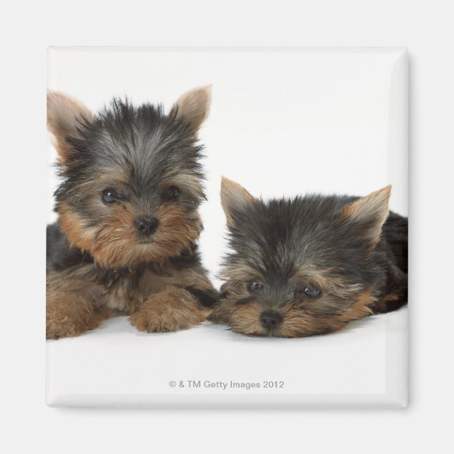 Yorkshire Terrier Magnet (Framsidan)