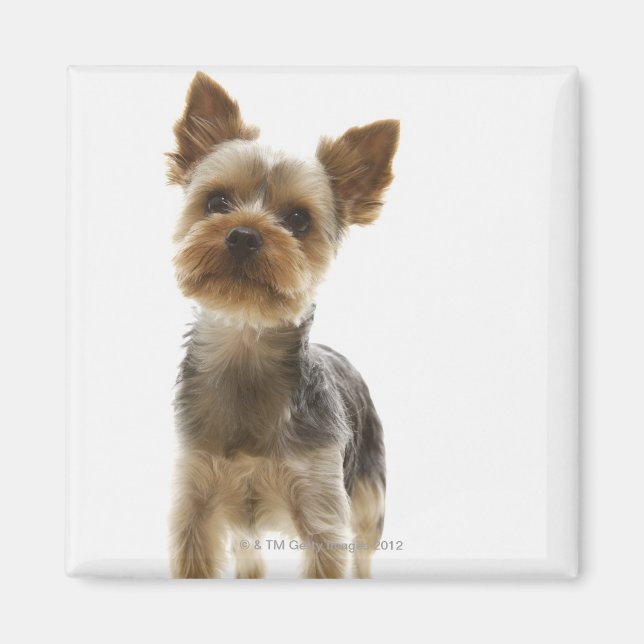 Yorkshire Terrier Magnet (Framsidan)