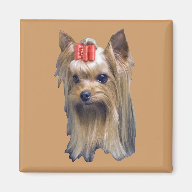 Yorkshire Terrier Magnet (Framsidan)