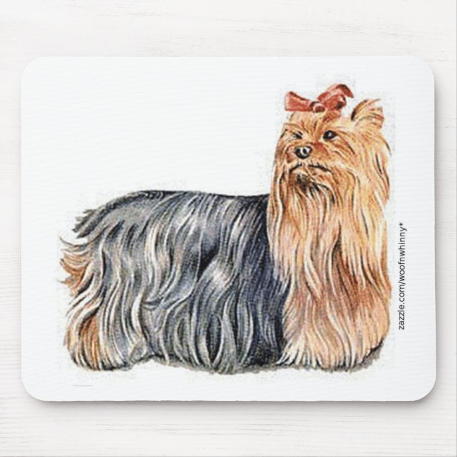 Yorkshire Terrier Musmatta (Framsidan)