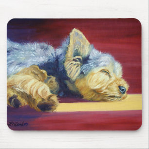 Yorkshire Terrier Musmatta