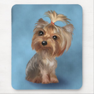 Yorkshire Terrier Musmatta