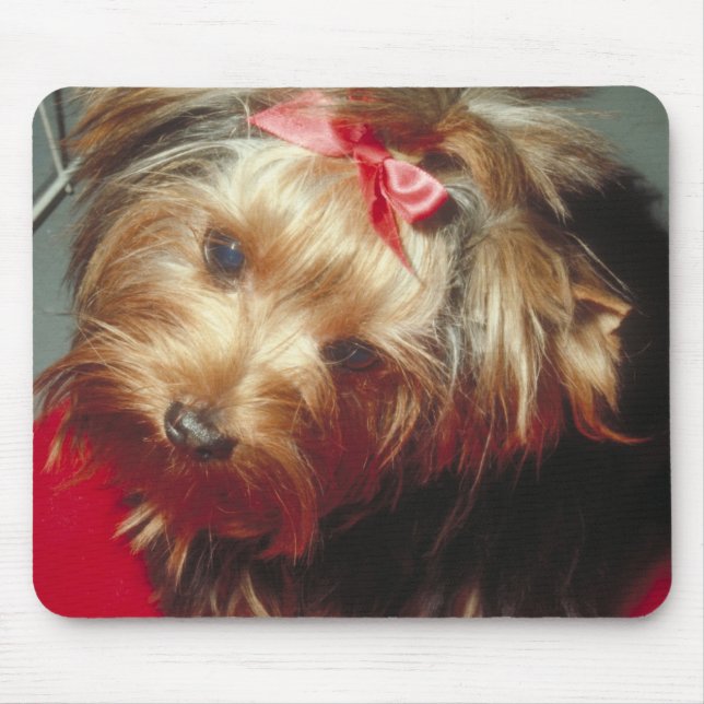 Yorkshire Terrier Musmatta (Framsidan)