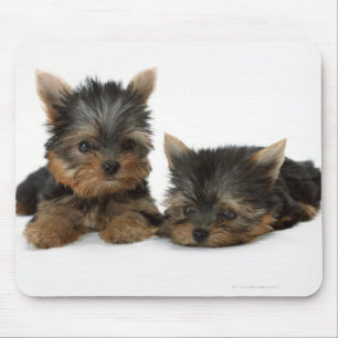 Yorkshire Terrier Musmatta