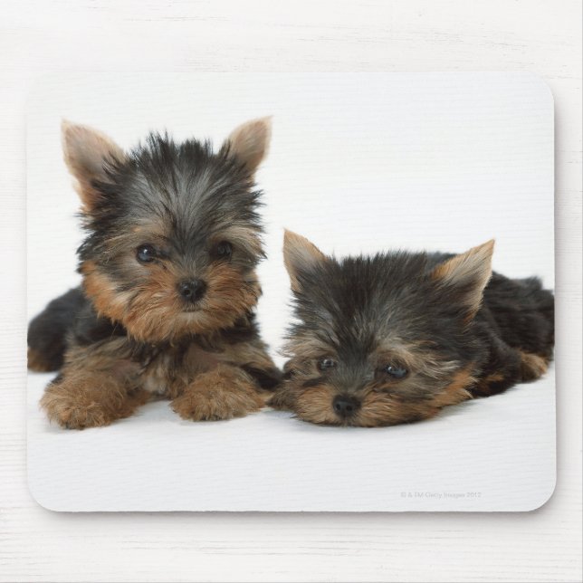 Yorkshire Terrier Musmatta (Framsidan)