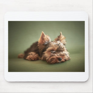 Yorkshire Terrier Musmatta