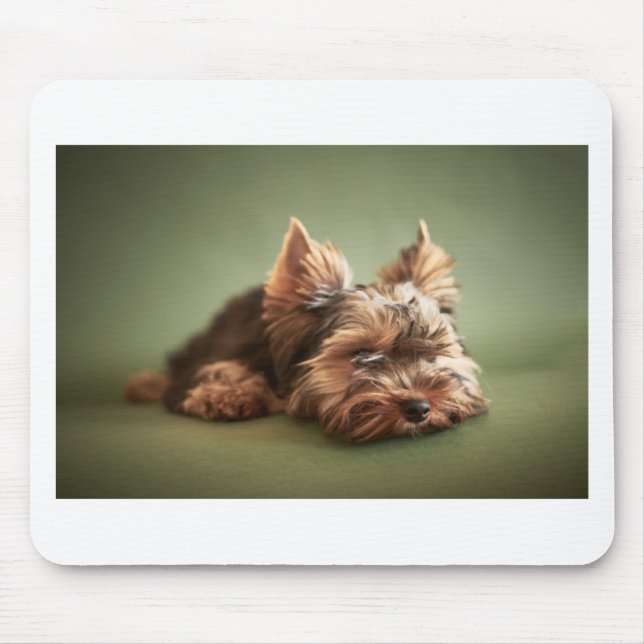 Yorkshire Terrier Musmatta (Framsidan)