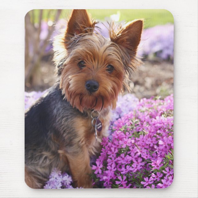 Yorkshire Terrier Musmatta (Framsidan)