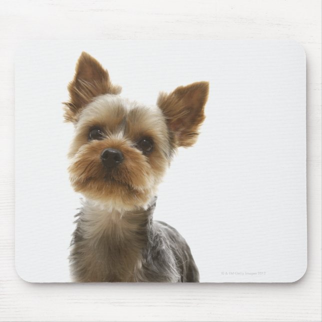 Yorkshire Terrier Musmatta (Framsidan)