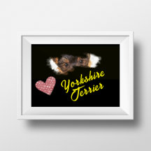Yorkshire Terrier Öga Solid Färg Poster