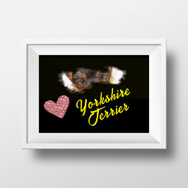 Yorkshire Terrier Öga Solid Färg Poster