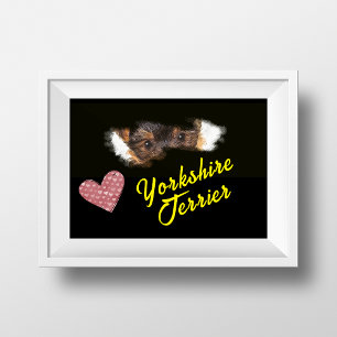 Yorkshire Terrier Öga Solid Färg Poster