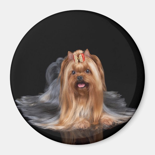 Yorkshire Terrier on black Magnet (Framsidan)