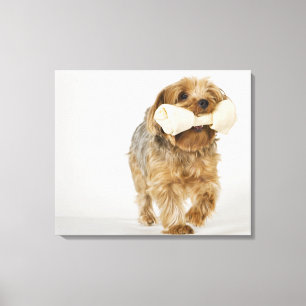 Yorkshire Terrier på att gå för vitbakgrund Canvastryck