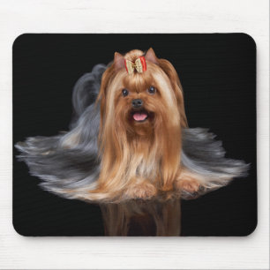 Yorkshire Terrier på svart Musmatta