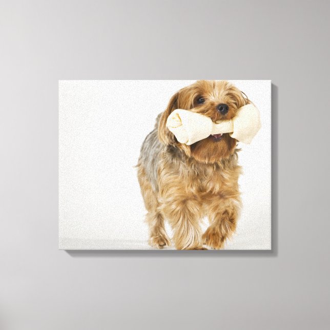 Yorkshire Terrier på vit bakgrundspromenad Canvastryck (Framsida)