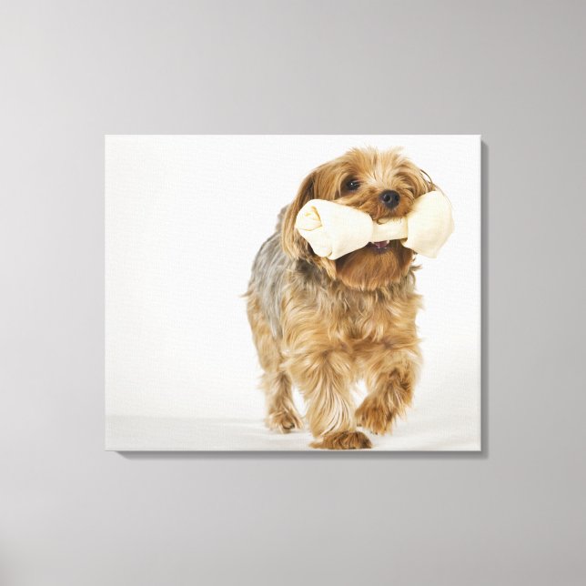 Yorkshire Terrier på vit bakgrundspromenad Canvastryck (Framsida)