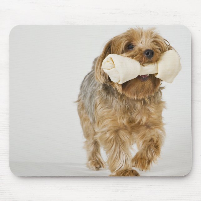 Yorkshire Terrier på vit bakgrundspromenad Musmatta (Framsidan)