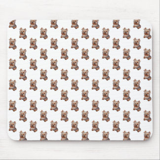 Yorkshire Terrier Pad Musmatta